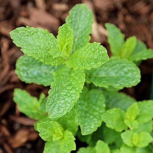 Moroccan mint mentha spicata - mint,