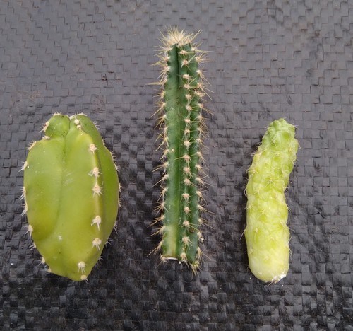 Cactus cutting - cutting, roots)