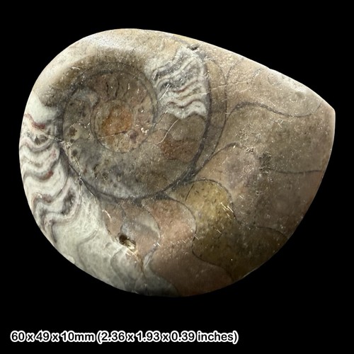Fossil goniatite ordovician - fossil,