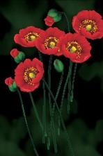 Needleart World Red Poppies