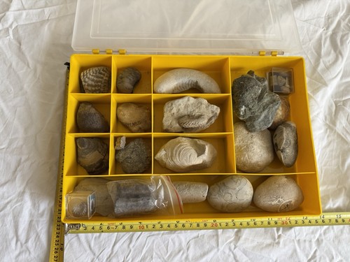 Large collection fossils - large,