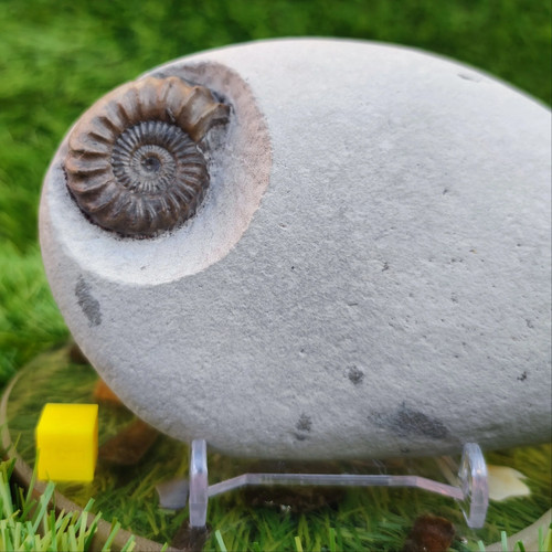 Oistoceras ammonite fossil - , duo