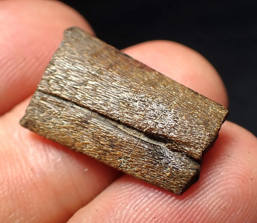 Jurassic ichthyosaur jaw bone