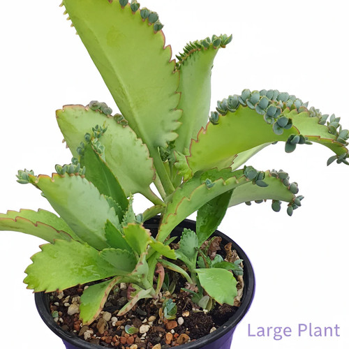 Kalanchoe laetivirens mother - laetivirens,