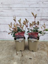 2 x 1L Photinia 'Little Red