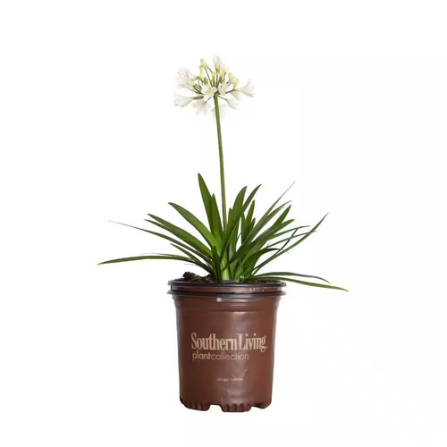 Ever white agapanthus - white,