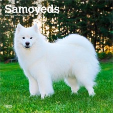 Samoyeds Calendar 2026 |