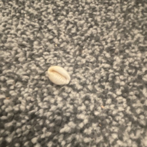 Small cowrie shell natural - cowrie,