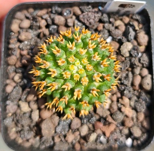 Mammillaria camptotricha - camptotricha, cv