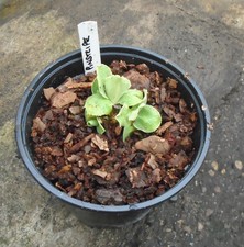PRIMULA AURICULA PINSTRIPE  1