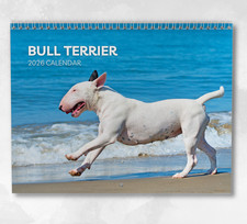 Bull Terrier Calendar 2026