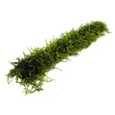 Java Moss On A Bamboo Stick