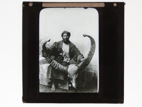 Man large animal - skull, horns