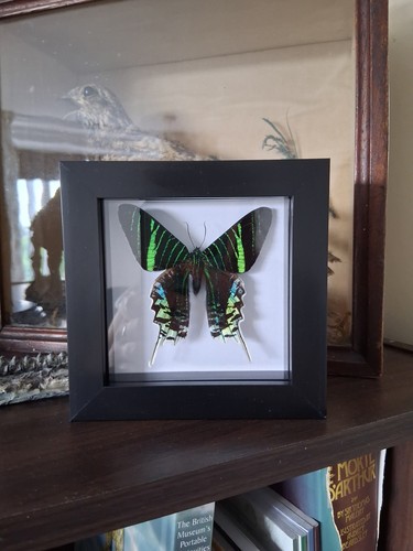 Green banded sunset moth - banded,