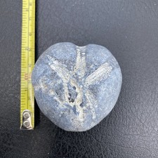 Fossil flint echinoid - , sea