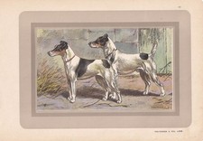 1931 FOX TERRIER Print - Original Antique Hunting Dog Wall Art - 11 x 7.75 Inch
