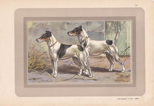 1931 fox terrier - 1931,