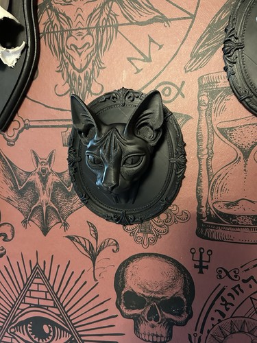 Sphynx cat wall - cat,