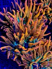 RAINBOW 🌈 ROSE COLORS