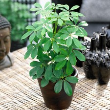Schefflera nora popular - schefflera,