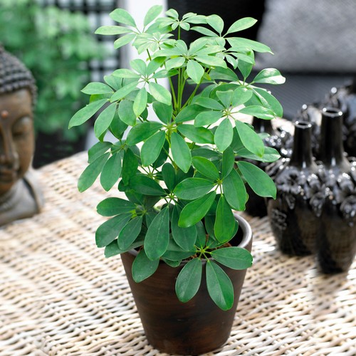 Schefflera nora popular - schefflera, |