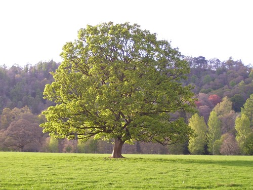 Sycamore tree seeds - 20,