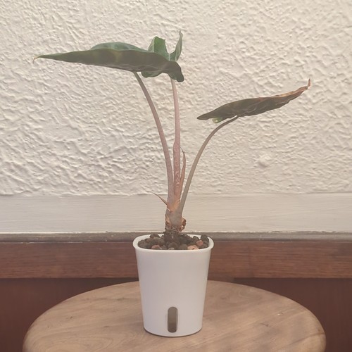 Alocasia pink dragon pon - alocasia,