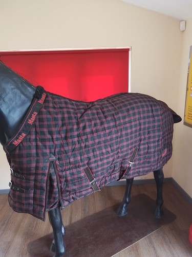 Red black masta regal - regal, stable