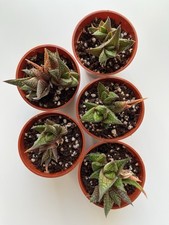Haworthia Succulents