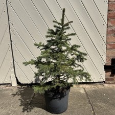 Blue Spruce Tree (Pungens