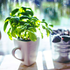 Ocimum basilicum (Sweet Basil