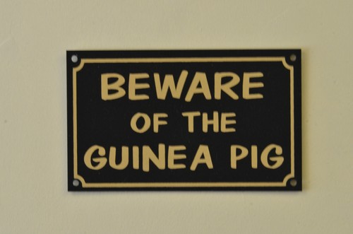 Beware the guinea pig - beware, of