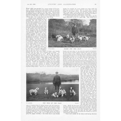 Dogs captain radclyffe - dogs, radclyffe's