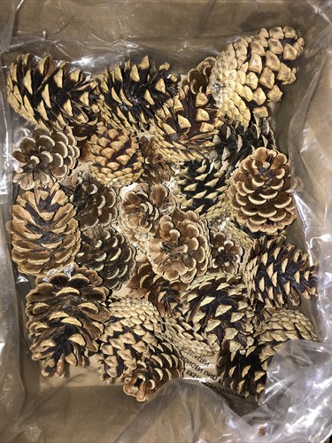 Pine fir cones pinecone - 30,