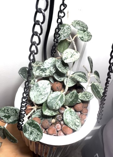 Hoya mathilde highly silver - mathilde,