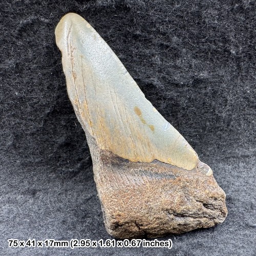 Authentic carcharodon - authentic,