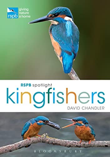 Rspb spotlight kingfishers - rspb,