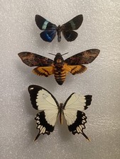 Death Head Hawk Moth Set