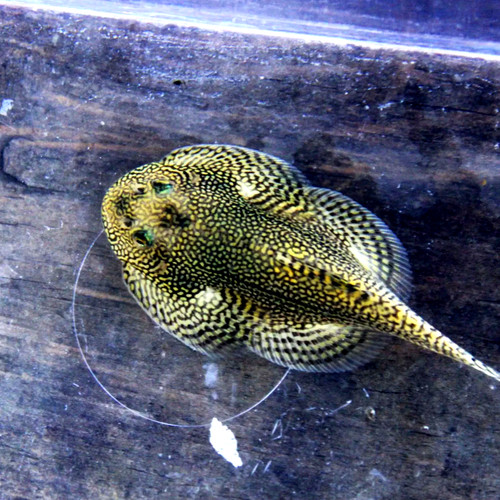 Yellow pearl spotted - yellow,