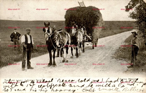 Vintage sussex postcard - sussex,