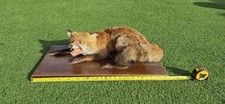 Antique Taxidermy Snarling Red