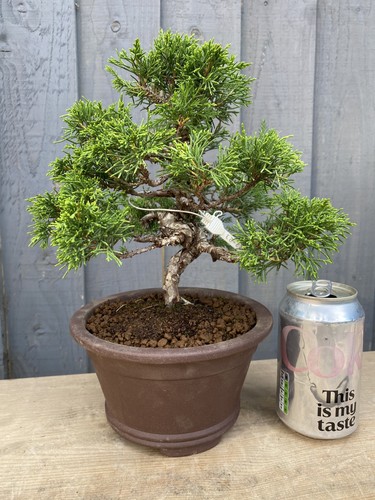 Bonsai tree itoigawa juniper - bonsai,