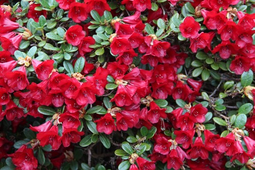 Rhododendron carmen 1 - rhododendron, 'carmen'