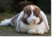 Doodlecards Birthday Card Pet