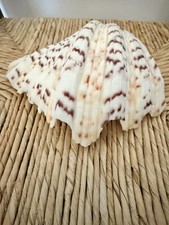 Hippopus clam shell - , strawberry