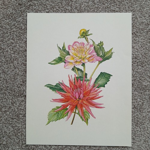 Dahlia pink yellow - dahlia, botanical
