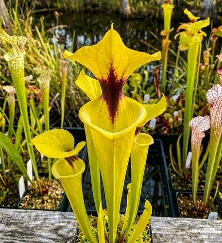 Sarracenia flava var - var, rugelii