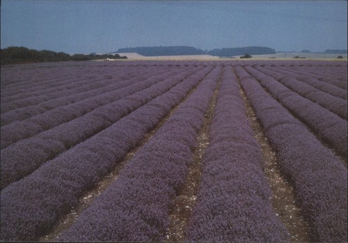 Norfolk lavender fields - lavender,