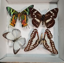 Madagascan Sunset Moth