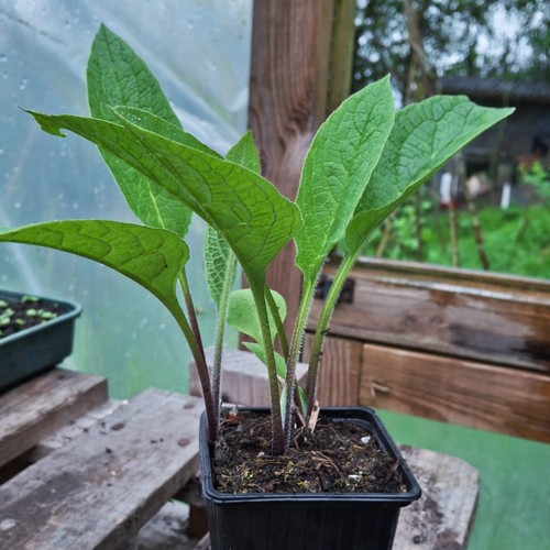 Comfrey bocking plants - 14,,